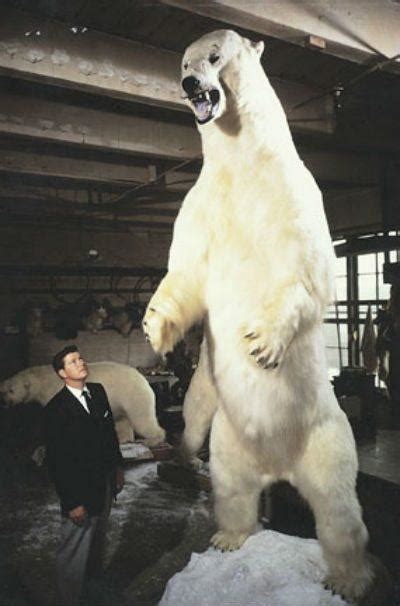 Biggest polar bear - Polar bears are among the largest members of the bear family. They typically stand around 5 feet at the shoulders, making them taller than their grizzly bear counterparts, which stand a little over 3 feet at the shoulders. The largest recorded polar bear measured 12 feet tall and weighed around 2,209 lbs (1,002 kg). Weight Distribution
